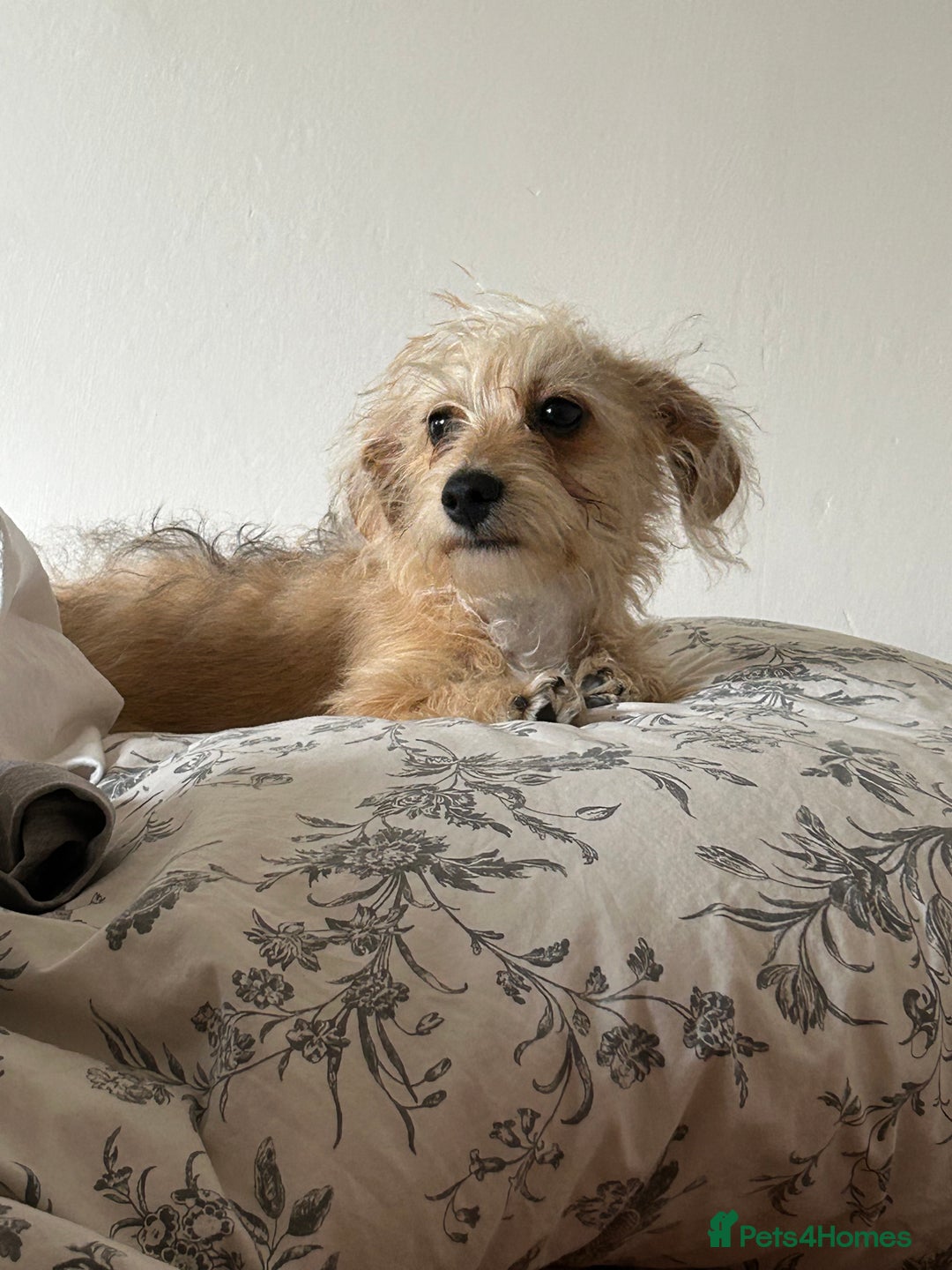 Doxiepoo dogs for sale: Jasper - 12 Months Dachshund/Poodle Mix  - Advert 6