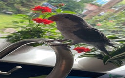 Parrots birds for sale: Tamed Quaker parrot  - Image 3