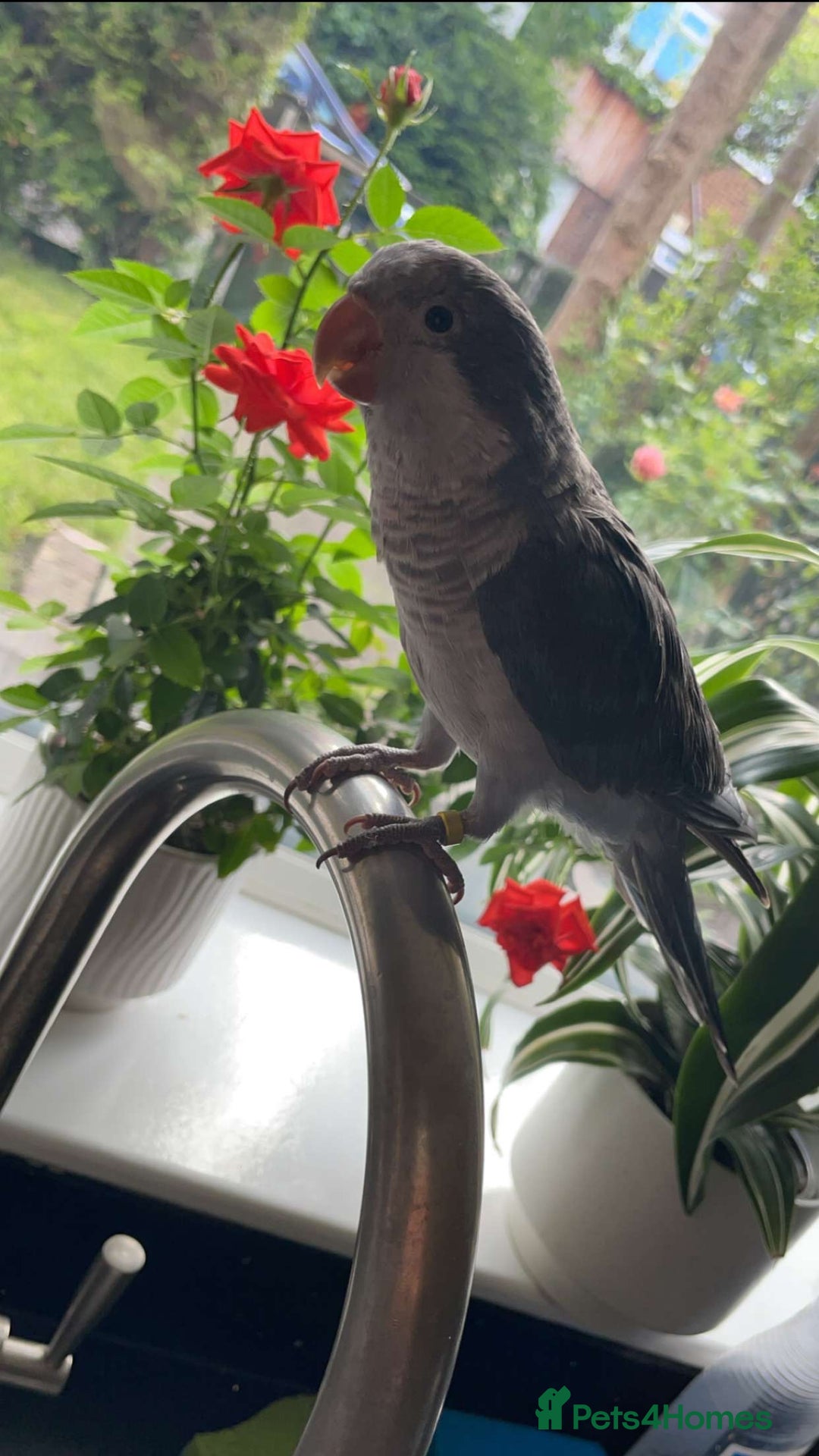 Parrots birds for sale: Tamed Quaker parrot  - Image 3