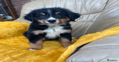 Bernese Mountain Dog dogs - Advert 6