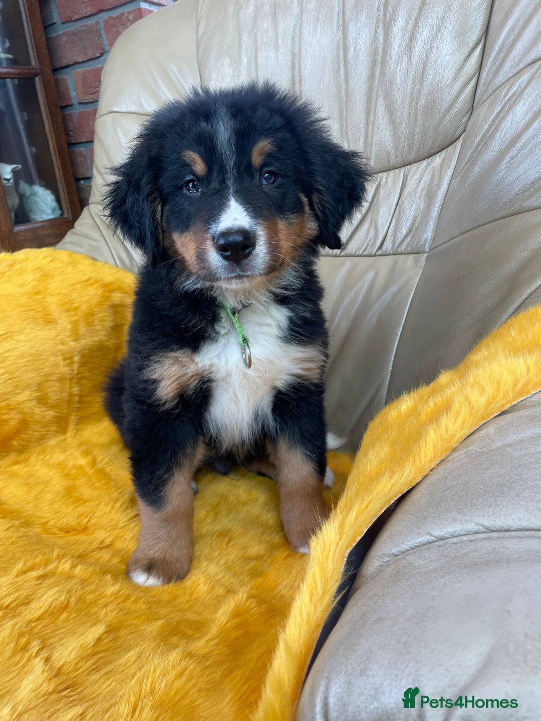 Bernese Mountain Dog dogs for sale: Boys and girls available.  - Image 3