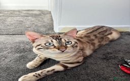 Bengal cats for sale: ❄️Pure Gorgeous Snow Minx❄️ - Advert 7
