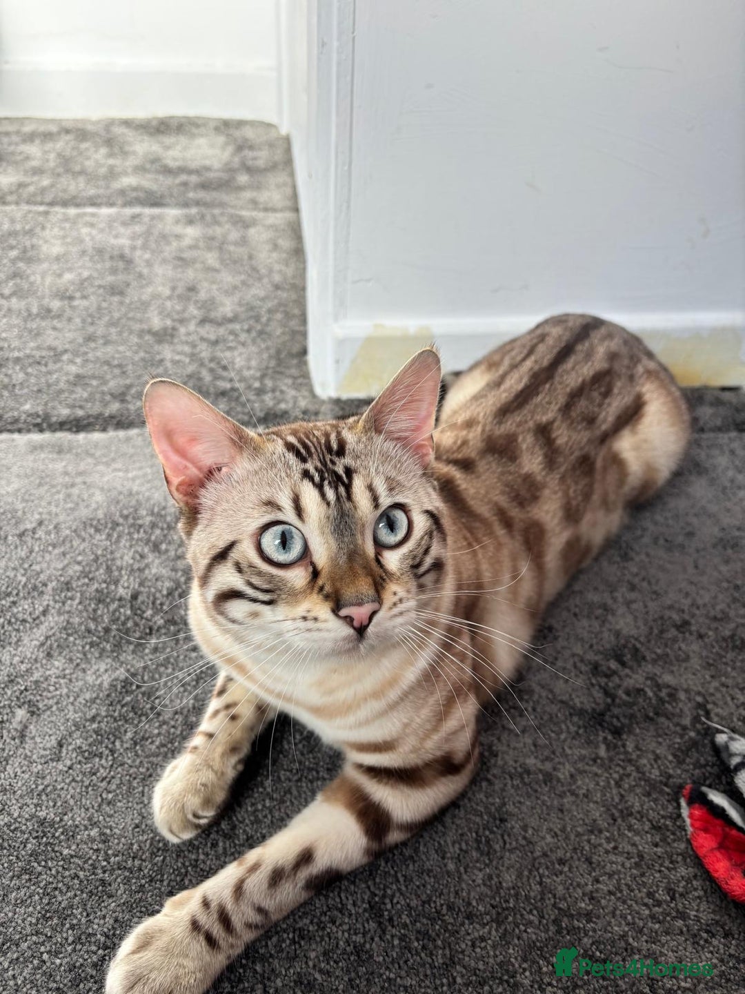 Bengal cats for sale: ❄️Pure Gorgeous Snow Minx❄️ - Advert 7