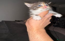 British Shorthair cats for sale: 3 x adorable kittens  - Image 17