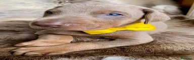 Yellow collar boy