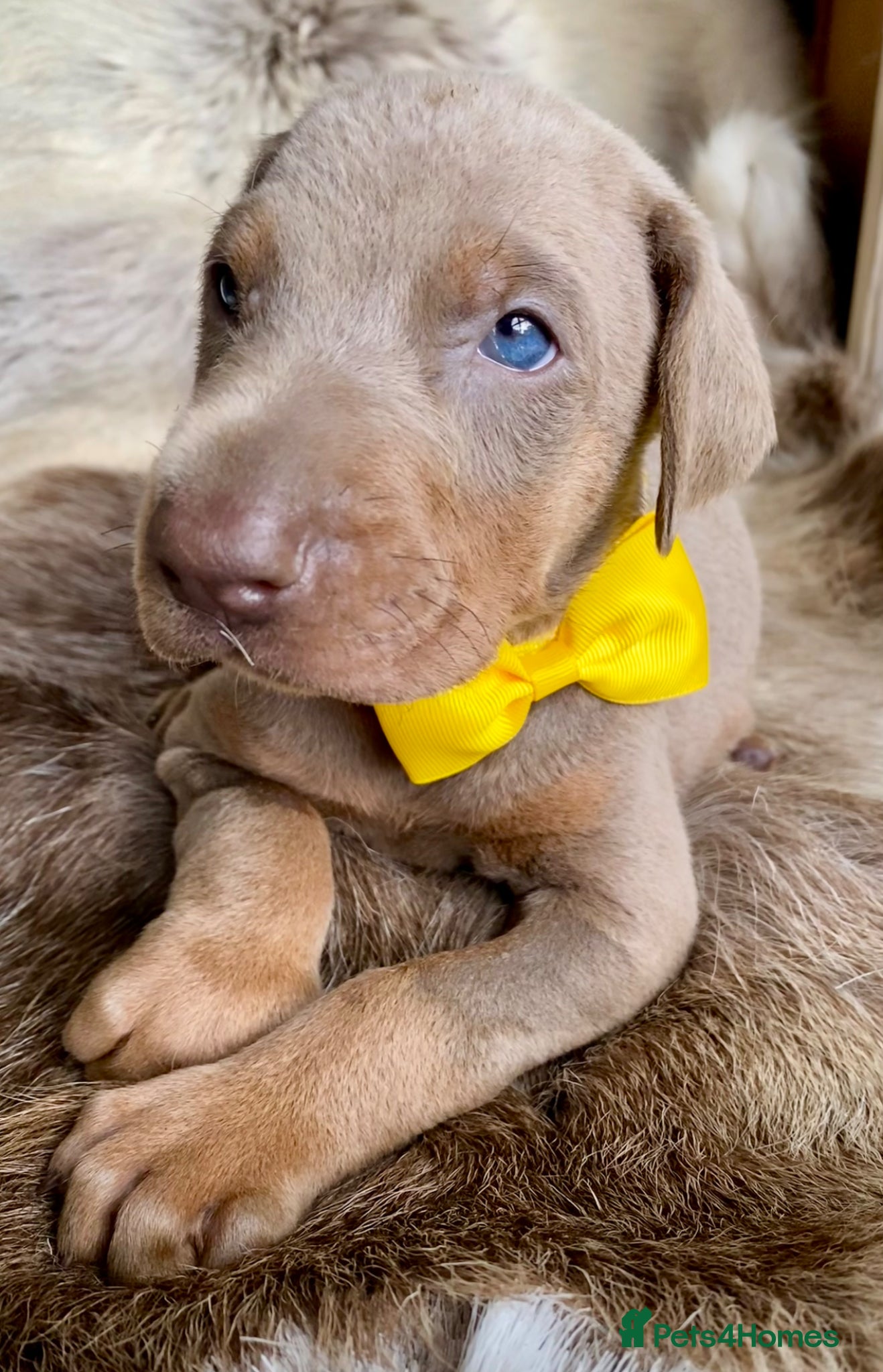 Dobermann dogs for sale: *KC REGISTERED* HEALTH TESTED DOBERMAN PUPPIES - Advert 17