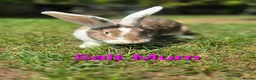 Continental Giant rabbits for sale: Pure Continental Giant Vaccinated  - Advert 28