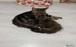 British Longhair cats for sale: Beautiful female kitten (ready now) - Image 12