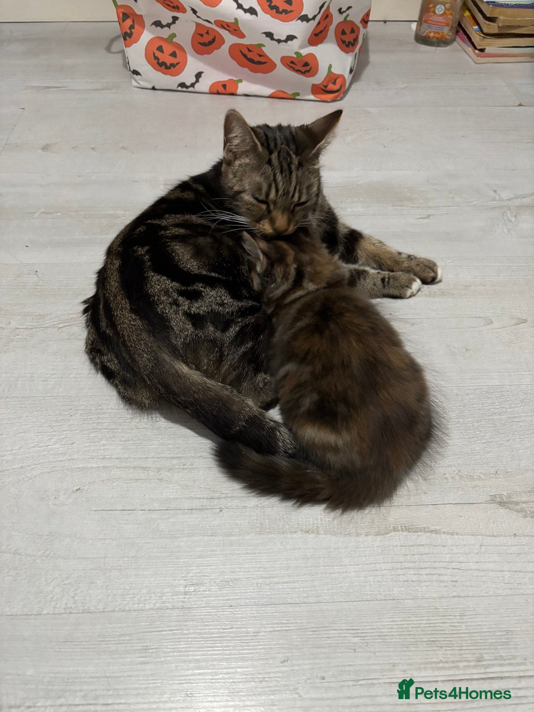 British Longhair cats for sale: Beautiful female kitten (ready now) - Image 12