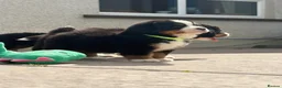 Bernese Mountain Dog dogs for sale: Kc bernese mountain puppies  - Advert 10