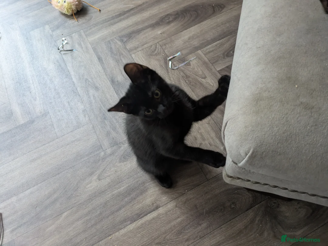 Bengal cats for sale: Bengal x American Mainecoon Kittens - READY TO GO - Advert 14