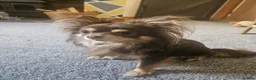 Chihuahua dogs for stud: Chihuahua stud - Advert 3