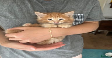 Mixed Breed cats - Advert 16