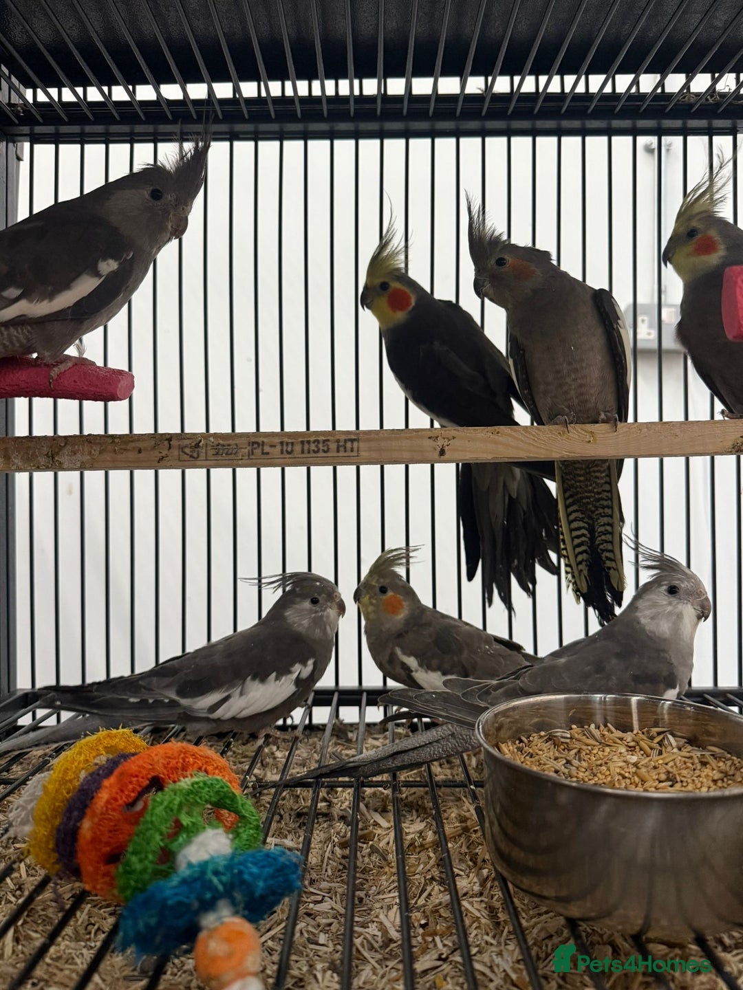 Cockatiels birds for sale: Various Stunning Baby Cockatiels  - Advert 1