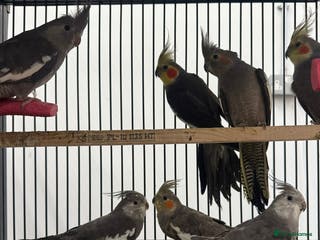 Cockatiels birds Various Stunning Baby Cockatiels - Advert 1