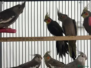 Cockatiels birds Various Stunning Baby Cockatiels - Advert 2