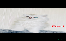 Scottish Fold cats for sale: 💞Beautiful Scottish Fold and Straight kittens🐾 - Image 23