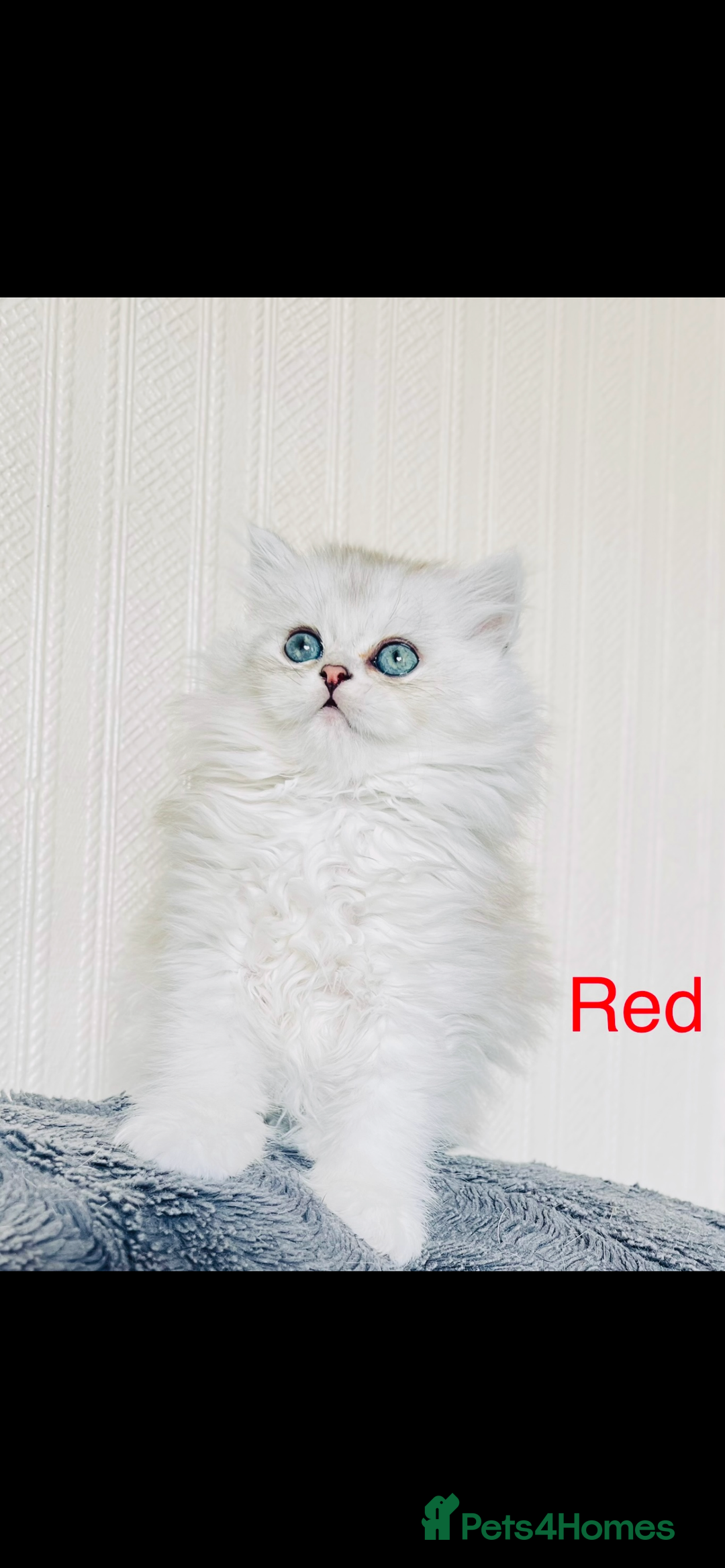 Scottish Fold cats for sale: 💞Beautiful Scottish Fold and Straight kittens🐾 - Image 23