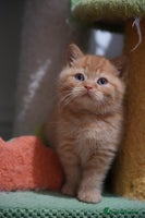 British Shorthair cats - Advert 5