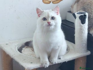 British Shorthair cats - Advert 3