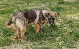 Mixed Breed dogs for adoption: 💖🐶 MOTI 🐶💖 - Image 7