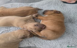 Dogue De Bordeaux dogs for sale: Dogue de bordeaux - Advert 9