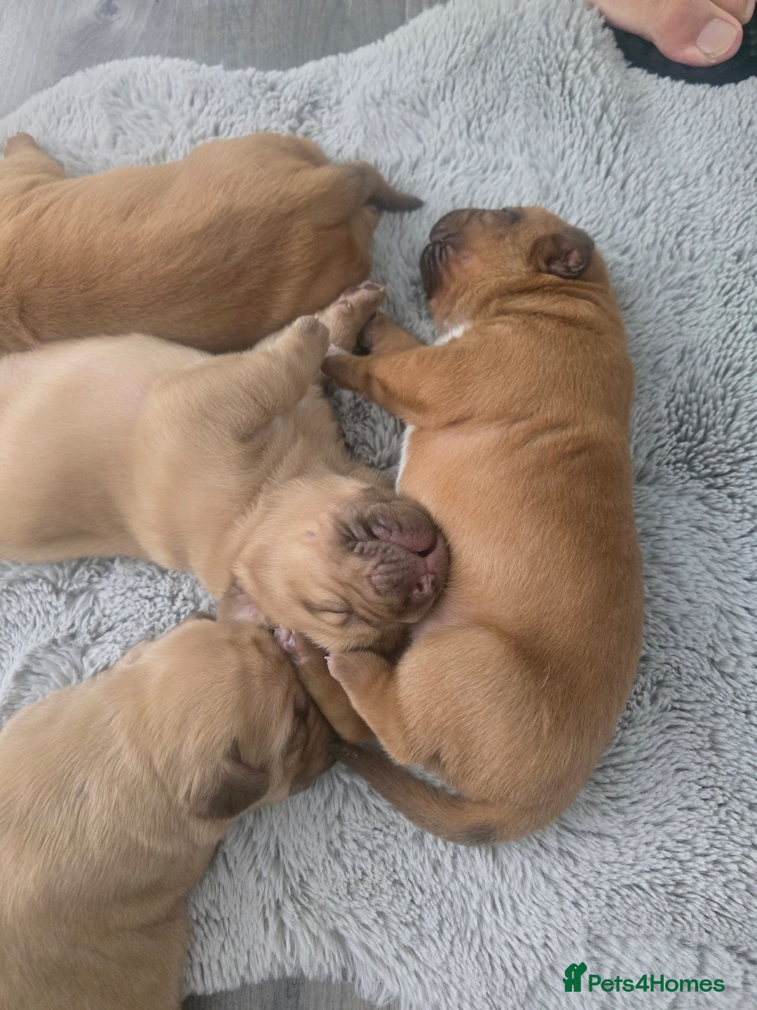 Dogue De Bordeaux dogs for sale: Dogue de bordeaux - Advert 9