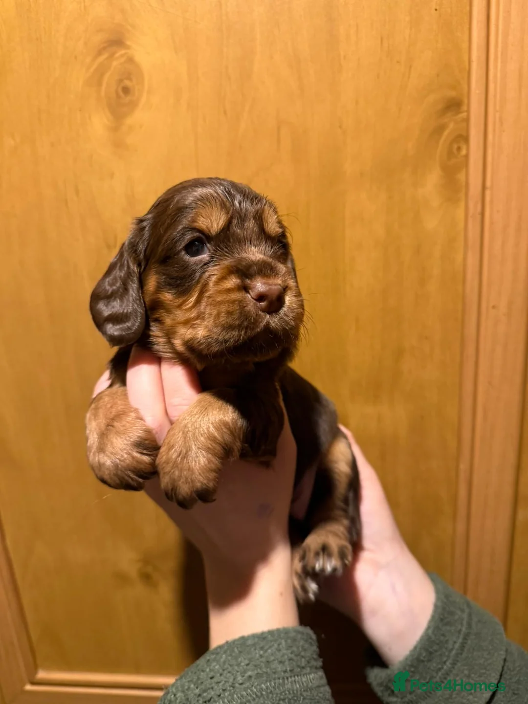 Cocker Spaniel dogs for sale: Fully health tested liver and tan cockers  - Advert 9