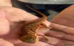 Bearded Dragon reptiles for sale: 15 Baby dearded dragons - Image 27