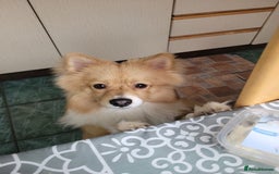 Pomeranian dogs for sale: Looking for my forever home ❤️ - Image 9