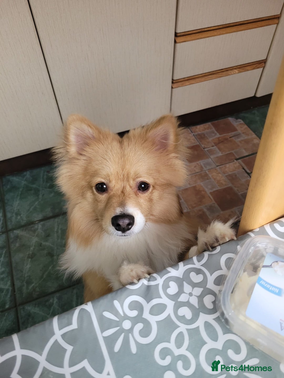 Pomeranian dogs for sale: Looking for my forever home ❤️ - Image 9