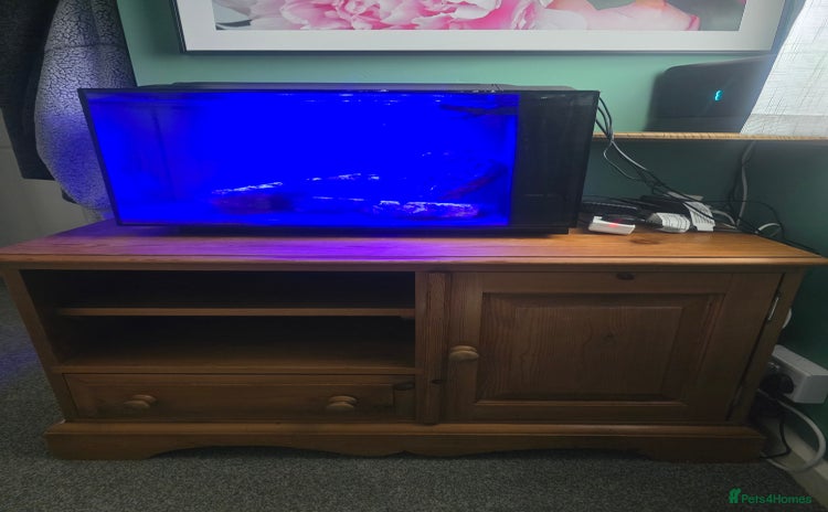 Other/Mixed Breed fish - Advert 3