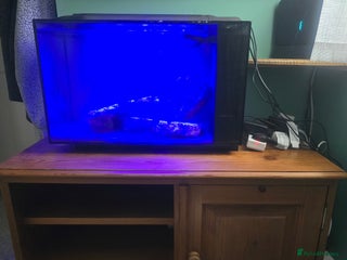 Other/Mixed Breed fish - Advert 22