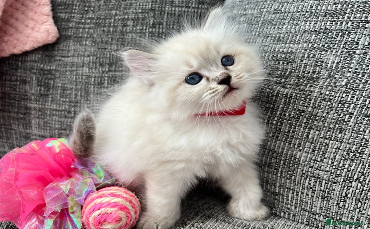 Siberian cats - Advert 3