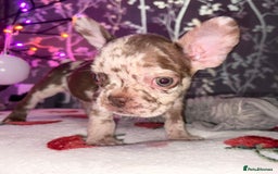 French Bulldog dogs for sale: French bulldog puppy’s - Image 32