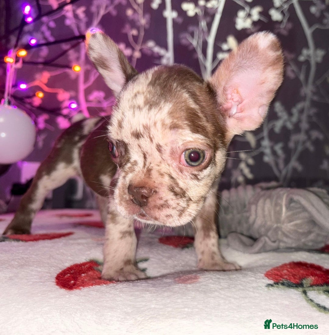 French Bulldog dogs for sale: French bulldog puppy’s - Image 32