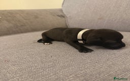 Mixed Breed dogs for sale: Doxla  - Image 15
