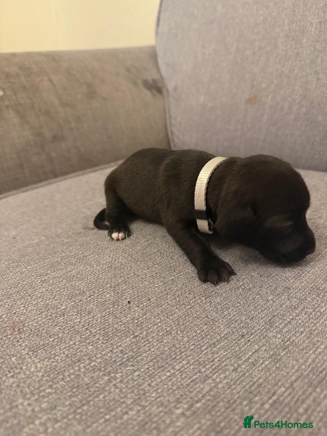 Mixed Breed dogs for sale: Doxla  - Image 15