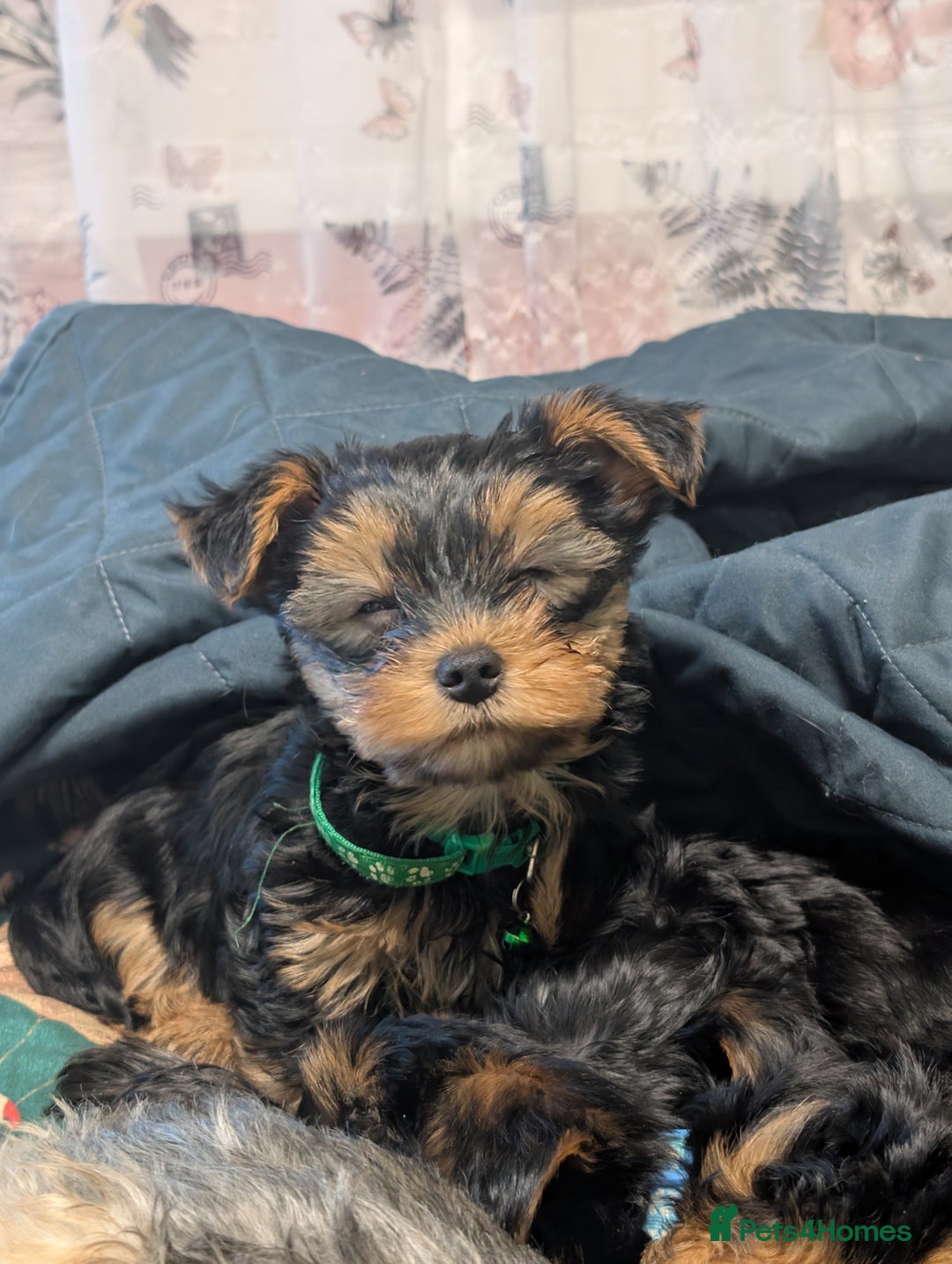 Yorkshire Terrier dogs for sale: Yorkshire Terriers ready for new home  - Advert 22