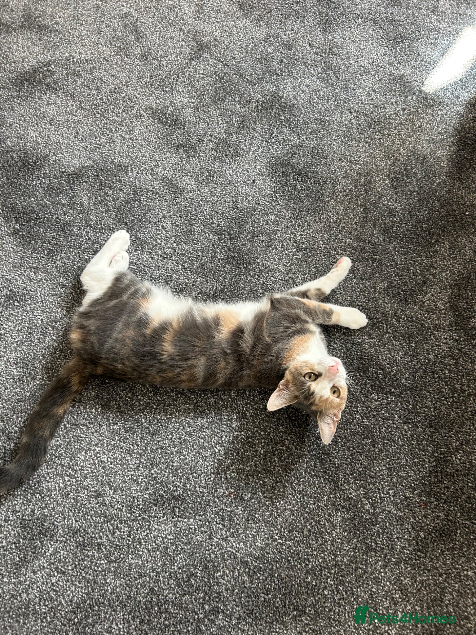 Mixed Breed cats Female cat looking for new home - Advert 6