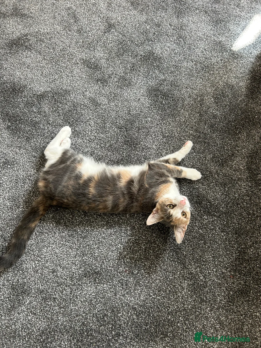 Mixed Breed cats for sale: Female cat looking for new home - Advert 1