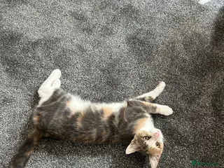 Mixed Breed cats Female cat looking for new home - Advert 3
