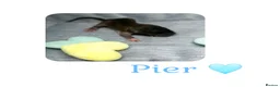 Rat rodents for sale: Baby Dumbo Rats  - Advert 18