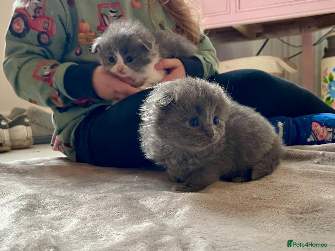 Ragdoll cats for sale: Exquisite, truly unique Ragdolls & Ragfold kittens - Advert 32