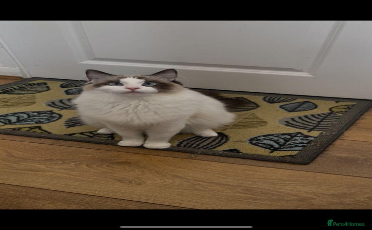 Ragdoll cats - Advert 11
