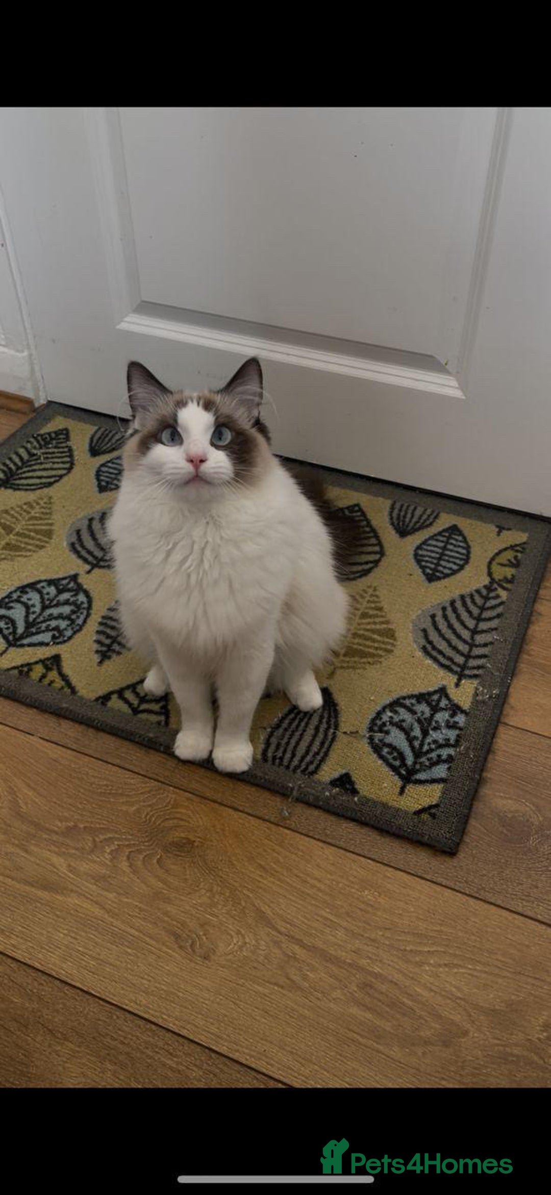 Ragdoll cats for sale: Miss Snow White  - Image 1