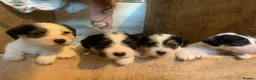 Mixed Breed dogs for sale: Ratting dogs …Sealyham terrier x Jack Russels  in Doncaster - Advert 5