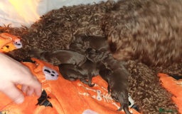Cockapoo dogs for sale: Mother and father are both certified service dogs. - Image 6