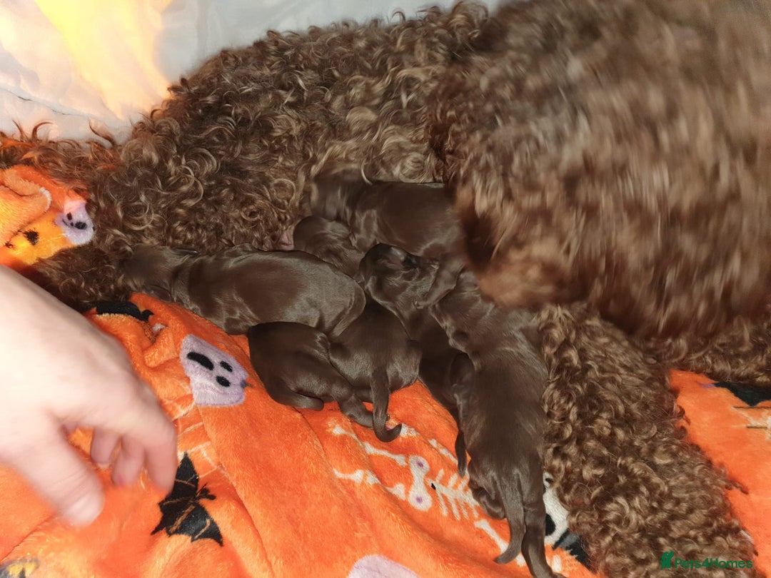 Cockapoo dogs for sale: Mother and father are both certified service dogs. - Image 6