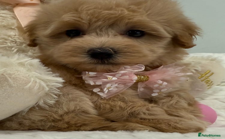 Maltipoo dogs - Advert 8